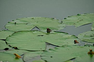 亚马逊网游《新世界》让大量RTX 3090变砖